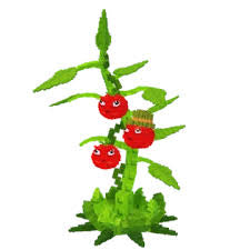 PVB | Tomatrio